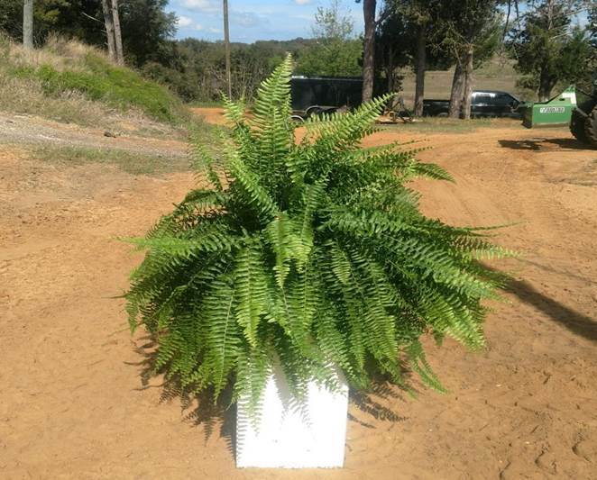 Pre-orders for Annual FFA Plant Sale