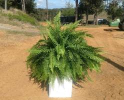 Pre-orders for Annual FFA Plant Sale